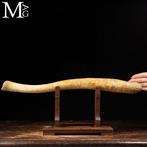 Curiosity Objects - Natuurwetenschap laat 19e tot begin 20e, Nieuw