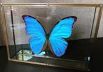 Vlinder Taxidermie volledige montage - Morpho Didius - 25 cm