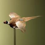 Fazant Vliegend Taxidermie Opgezette Dieren By Max, Ophalen of Verzenden, Nieuw, Vogel, Opgezet dier