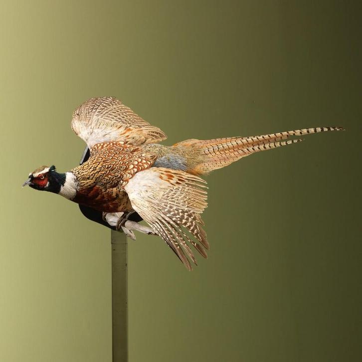 Fazant Vliegend Taxidermie Opgezette Dieren By Max, Verzamelen, Dierenverzamelingen, Opgezet dier, Nieuw, Vogel, Ophalen of Verzenden
