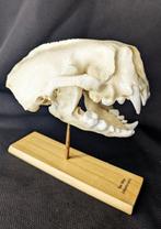 zeehond Schedel - (Enhydra lutris) - Museum Grade Replica -, Antiek en Kunst