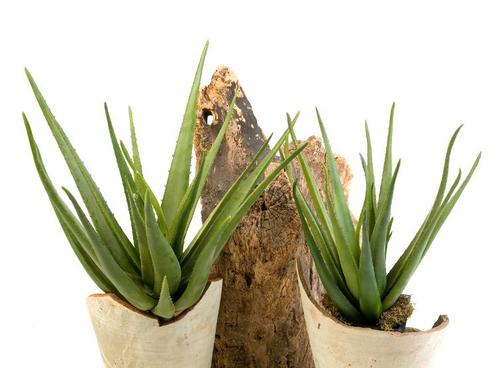 Kunstplant Aloë 70 cm, Huis en Inrichting, Kamerplanten, Verzenden