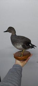 Canard Support de corps entier pour taxidermie - Gadwall -, Verzamelen, Dierenverzamelingen, Nieuw