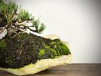 Den bonsai (Pinus) - Hoogte (boom): 25 cm - Diepte (boom):