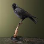 Corbeau Support de corps entier pour taxidermie - Corvus, Verzamelen, Dierenverzamelingen, Nieuw