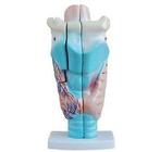 Anatomisch model vergroot menselijk strottenhoofd ST-ATM 71, Verzenden, Nieuw