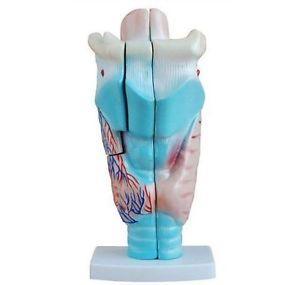 Anatomisch model vergroot menselijk strottenhoofd ST-ATM 71, Diversen, Verpleegmiddelen, Verzenden