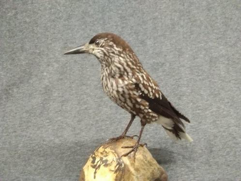 Siberische specht Taxidermie volledige montage - Nucifraga, Verzamelen, Dierenverzamelingen