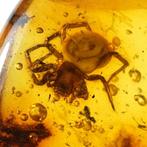 Amber - Barnsteen - Spider - inclusion is 4,5mm - 17 mm - 5