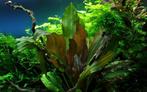 Tropica Echinodorus Reni (easy), Dieren en Toebehoren, Vissen | Aquaria en Toebehoren, Verzenden, Nieuw