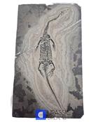 Zeereptiel - Gefossiliseerd geleed skelet - Keichousaurus