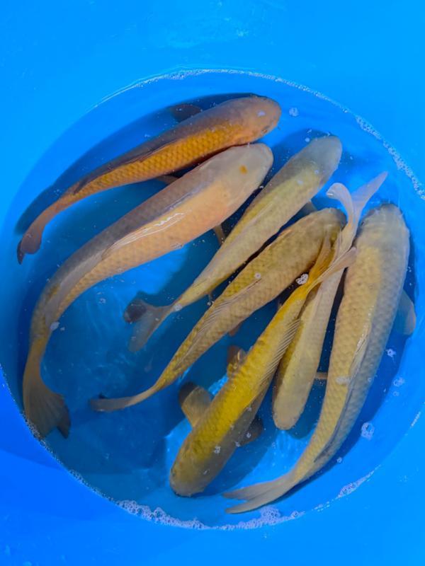 Hirasawa Marusei  40-50 cm (Japanse Koi), Tuin en Terras, Vijvers, Nieuw, Ophalen of Verzenden