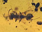 Birmese Amber - Fossiele cabochon - Hymenoptera (Wasp),