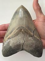 Enorme Megalodon tand 15,5 cm (6,1 INCH) - Fossiele tand -