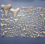 Large collection of mixed Fossil Shark Teeth - Fossiele, Verzamelen