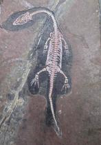 Mini-9cm - Gefossiliseerd dier - Keichousaurus - 9 cm - 6 cm