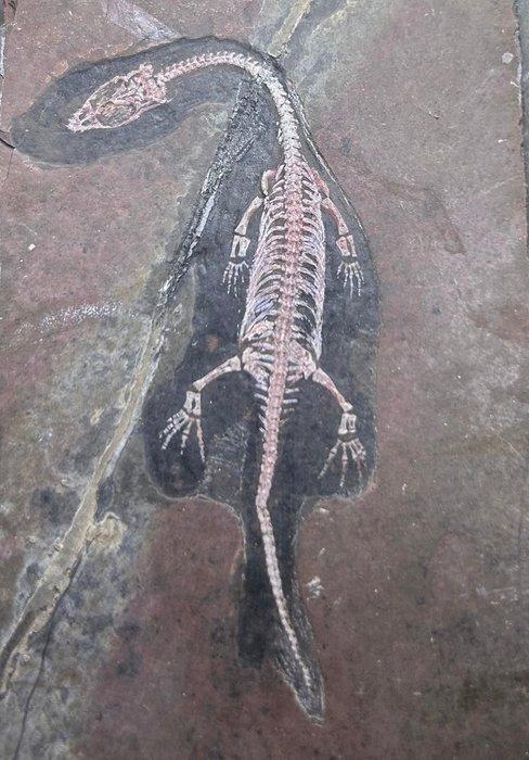Mini-9cm - Gefossiliseerd dier - Keichousaurus - 9 cm - 6 cm, Verzamelen, Mineralen en Fossielen