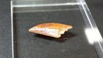 Dinosaurus - Fossiele tanden - Abelisaurido - 2.3 cm (Zonder, Verzamelen, Mineralen en Fossielen