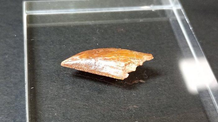 Dinosaurus - Fossiele tanden - Abelisaurido - 2.3 cm (Zonder, Verzamelen, Mineralen en Fossielen