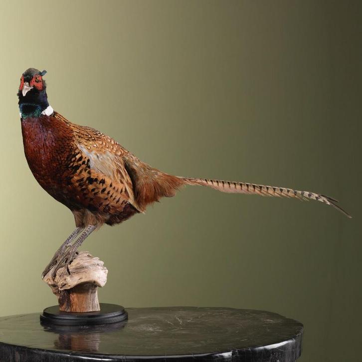 Fazant Taxidermie Opgezette Dieren By Max, Verzamelen, Dierenverzamelingen, Opgezet dier, Nieuw, Vogel, Ophalen of Verzenden