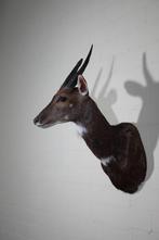 Bushbuck Taxidermie wandmontage - Tragelaphus sylvaticus -, Verzamelen, Nieuw