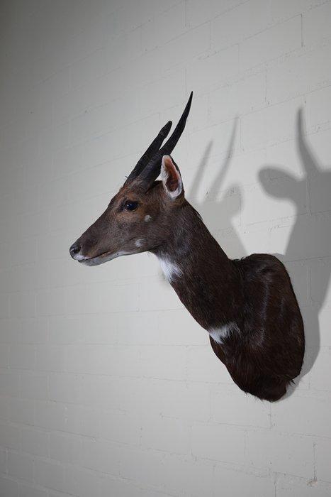 Bushbuck Taxidermie wandmontage - Tragelaphus sylvaticus -, Verzamelen, Dierenverzamelingen