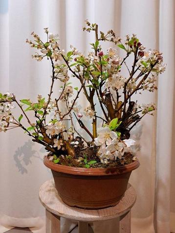 Grote oude malus bonsai in plastic pot - Hoogte (boom): 38