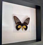 Vlinder Taxidermie volledige montage - Troide Rhadamantus -, Verzamelen, Nieuw