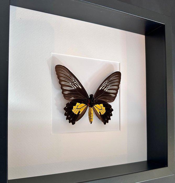 Vlinder Taxidermie volledige montage - Troide Rhadamantus -, Verzamelen, Dierenverzamelingen