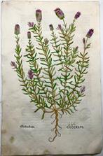 Leonhard Fuchs - Large folio with large woodcut, Lavender