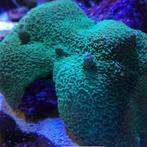 Metarhodactis Boninensis Green (Groen Olifantsoor) 2 stuks, Dieren en Toebehoren, Vissen | Aquariumvissen