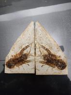 Une paire de homards rares avec du poisson - Animal