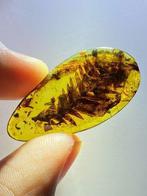 Barnsteen - Gymnospermae in amber - 33.9 mm - 17.2 mm, Verzamelen, Mineralen en Fossielen