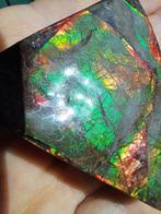 Ammolite - Fragment fossilisé - Placenticeras - 5.8 cm - 5.2