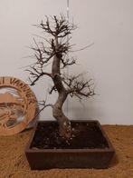 Bonsaï Orme Japonais (Zelkova) - Hauteur (arbre) : 61 cm -