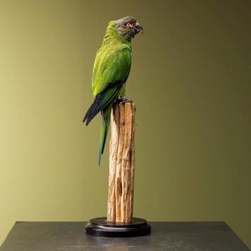 Parkiet Taxidermie Opgezette Dieren By Max beschikbaar voor biedingen