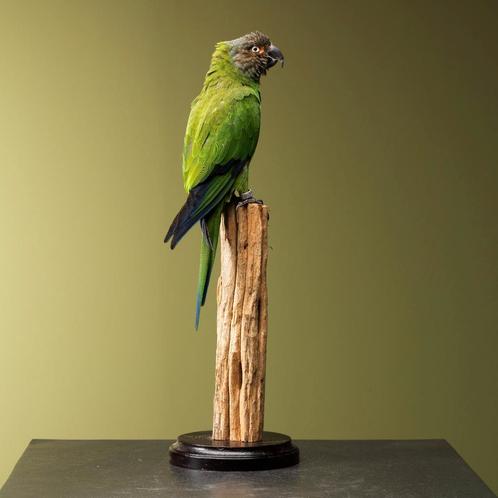 Parkiet Taxidermie Opgezette Dieren By Max, Verzamelen, Dierenverzamelingen, Opgezet dier, Nieuw, Vogel, Ophalen of Verzenden