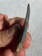 grote witte haai - Fossiele tand - Cosmopolitodus hastalis -, Verzamelen