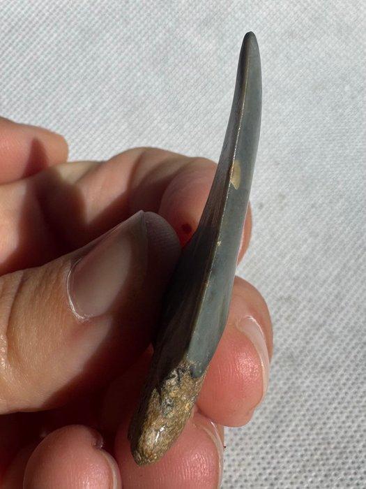 grote witte haai - Fossiele tand - Cosmopolitodus hastalis -, Verzamelen, Mineralen en Fossielen