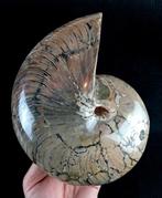 Uitstekende nautilus!!! - indrukwekkende kleuren -, Verzamelen