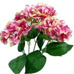 Hortensia groot hydrangea bush new pink bicolor49 cm. groot!, Nieuw