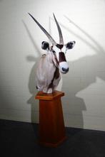 Large Gemsbok Schedel - Oryx gazella - 90 cm - 195 cm - 42, Collections, Collections Animaux