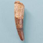 Dinosaurus - Fossiele tand - Spinosaurus aegyptiacus - 75 mm, Verzamelen, Mineralen en Fossielen