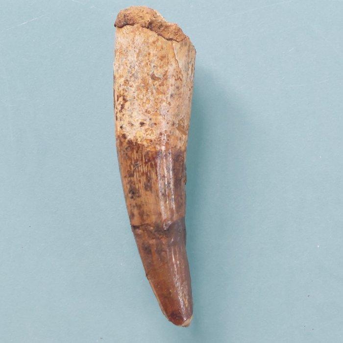 Dinosaurus - Fossiele tand - Spinosaurus aegyptiacus - 75 mm, Verzamelen, Mineralen en Fossielen