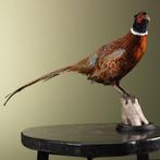 Fazant Taxidermie Opgezette Dieren By Max, Ophalen of Verzenden, Nieuw, Vogel, Opgezet dier
