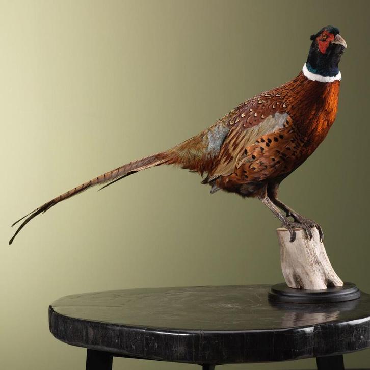 Fazant Taxidermie Opgezette Dieren By Max, Verzamelen, Dierenverzamelingen, Opgezet dier, Nieuw, Vogel, Ophalen of Verzenden