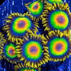 Zoanthus Rastas Frag (2-3 poliepen), Dieren en Toebehoren