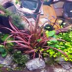 Cryptocoryne Spiralis Red  Limited Collection In Vitro, Verzenden