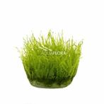 Leptodictyum riparium (stringy moss) - In Vitro, Dieren en Toebehoren, Nieuw, Verzenden