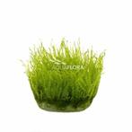 Leptodictyum riparium (stringy moss) - In Vitro, Nieuw, Verzenden